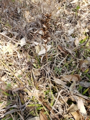 Dichromanthus michuacanus