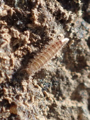 Polyxenida