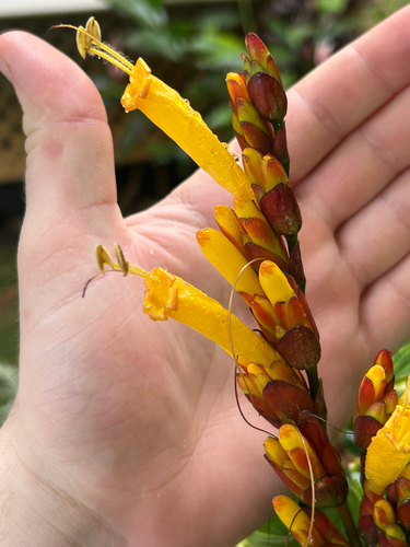 Sanchezia parvibracteata observed 2026-03-13