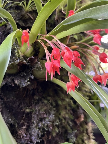Flame Orchid (Maxillaria coccinea)