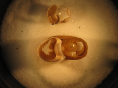 Planorbella subcrenata