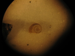 Planorbella subcrenata