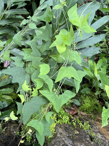 goatsfoot (Passiflora sexflora)