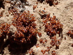 Erythraeoidea
