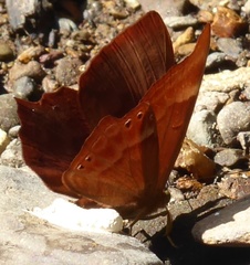 Abisara echerius