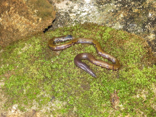 Sabaragamuwa Shieldtail