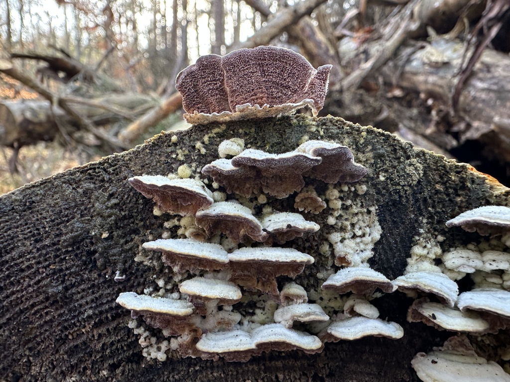 Trichaptum abietinum · March 2026 · photo: © katrin_simon (iNaturalist, cc-by)