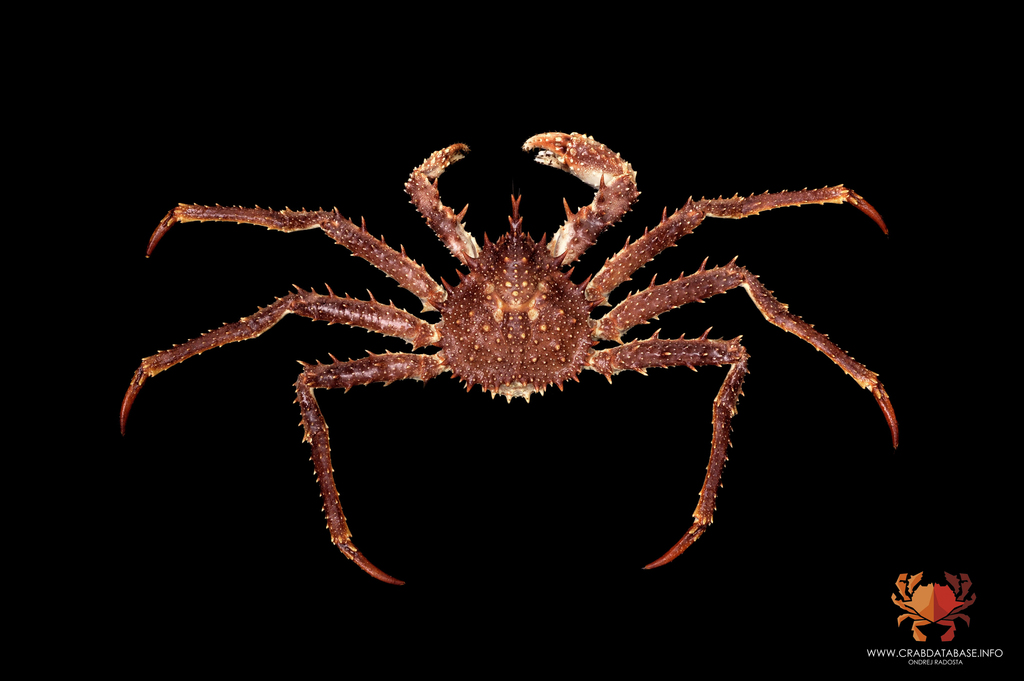 King Crabs