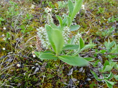 Salix brachycarpa niphoclada