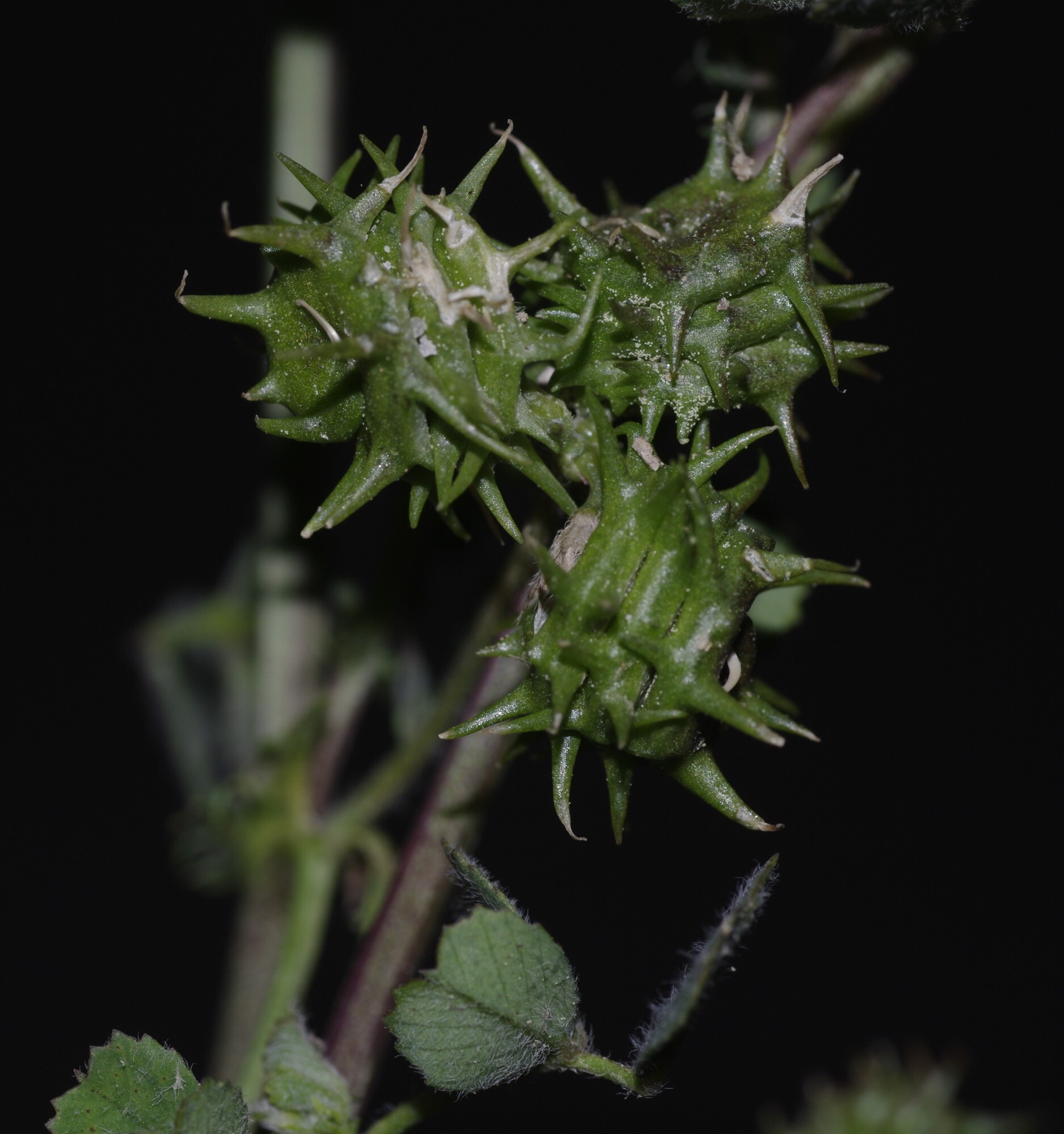 Medicago truncatula