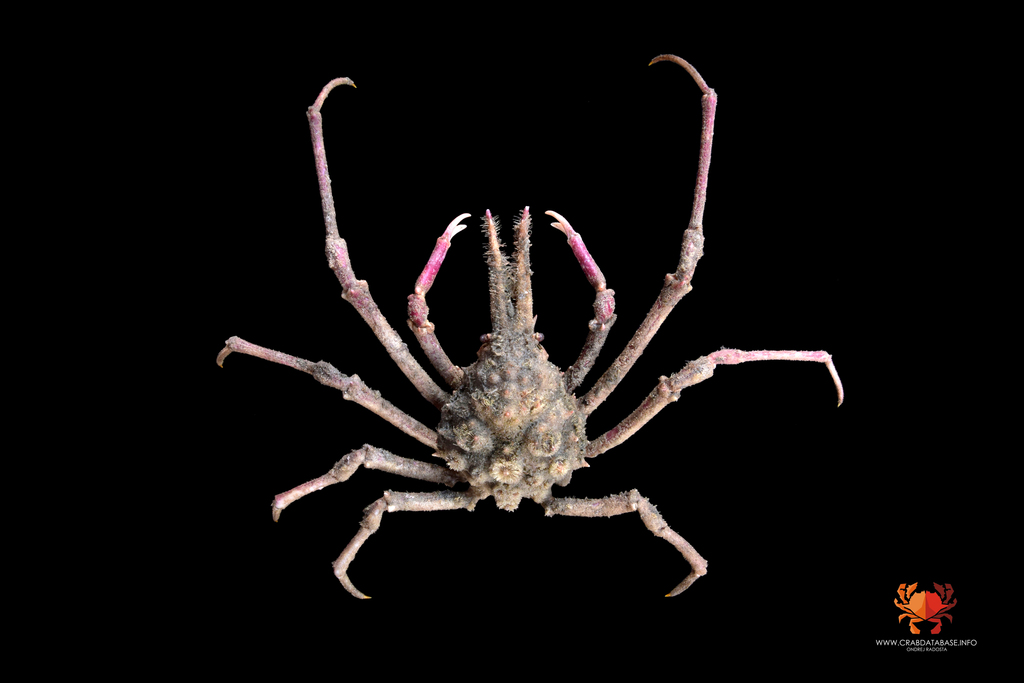 Naxioides robillardi