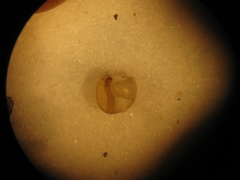 Planorbella subcrenata