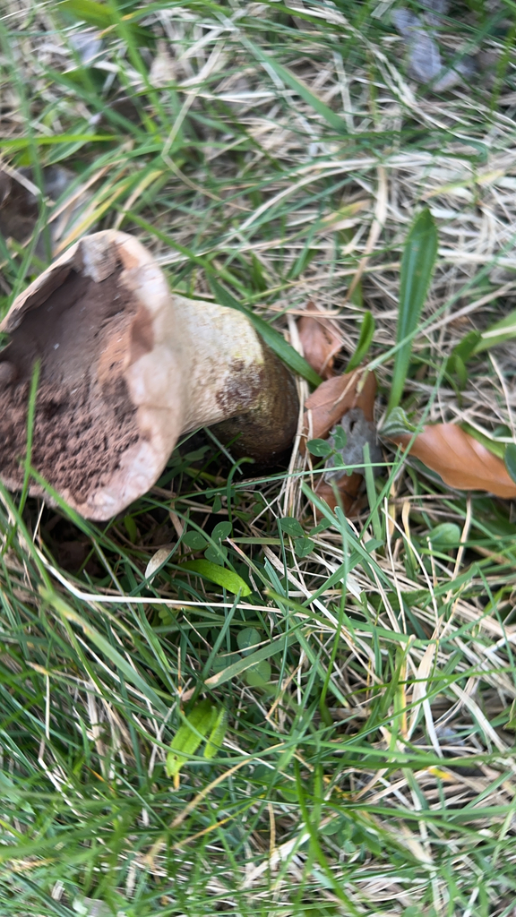 Lycoperdon excipuliforme · March 2026 · photo: © craignerrad (iNaturalist, cc-by)