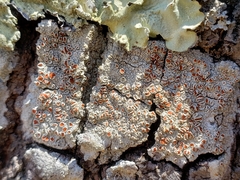 Haematomma persoonii