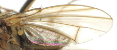 Notiphila fuscimana