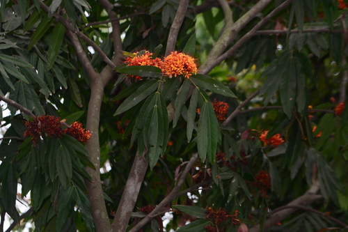 Ashoka (Saraca asoca)