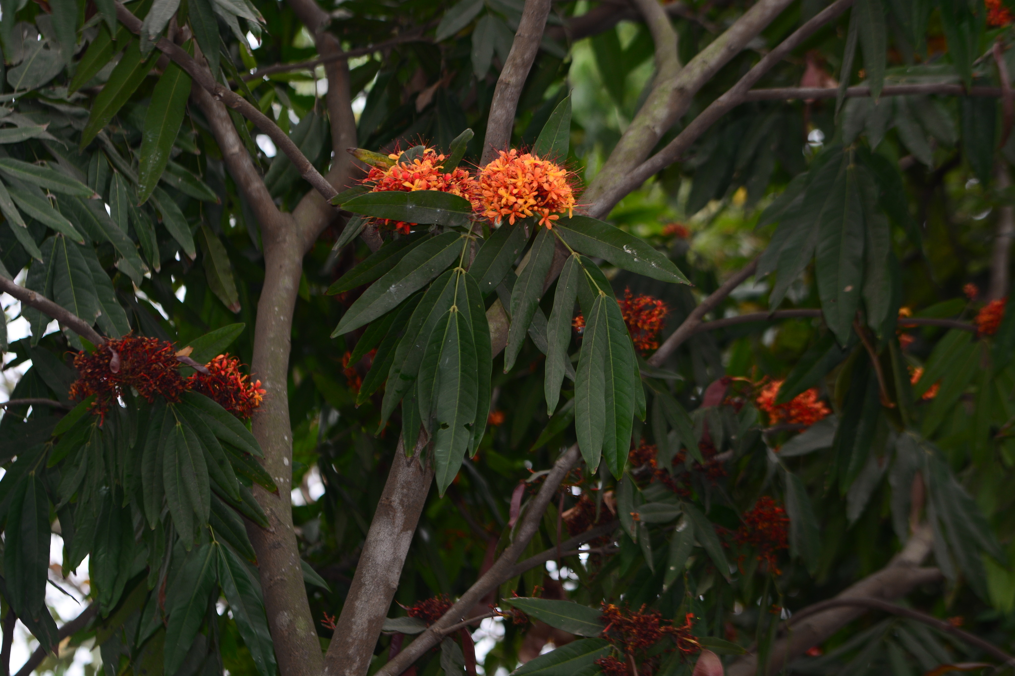 Asoka-Tree (Saraca asoca)