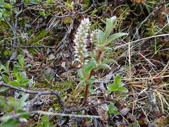 Salix brachycarpa niphoclada