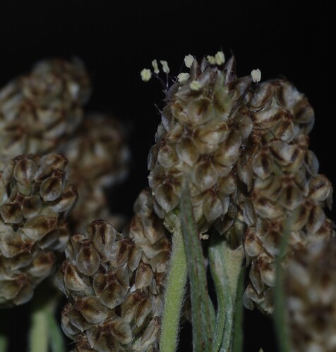 Silvery Plantain