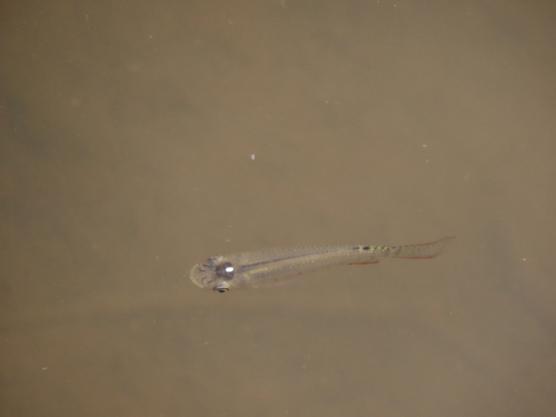 Malabar killie (Aplocheilus lineatus) — Aplocheilidae — 5