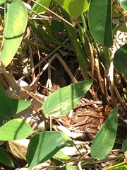 Sylvilagus palustris