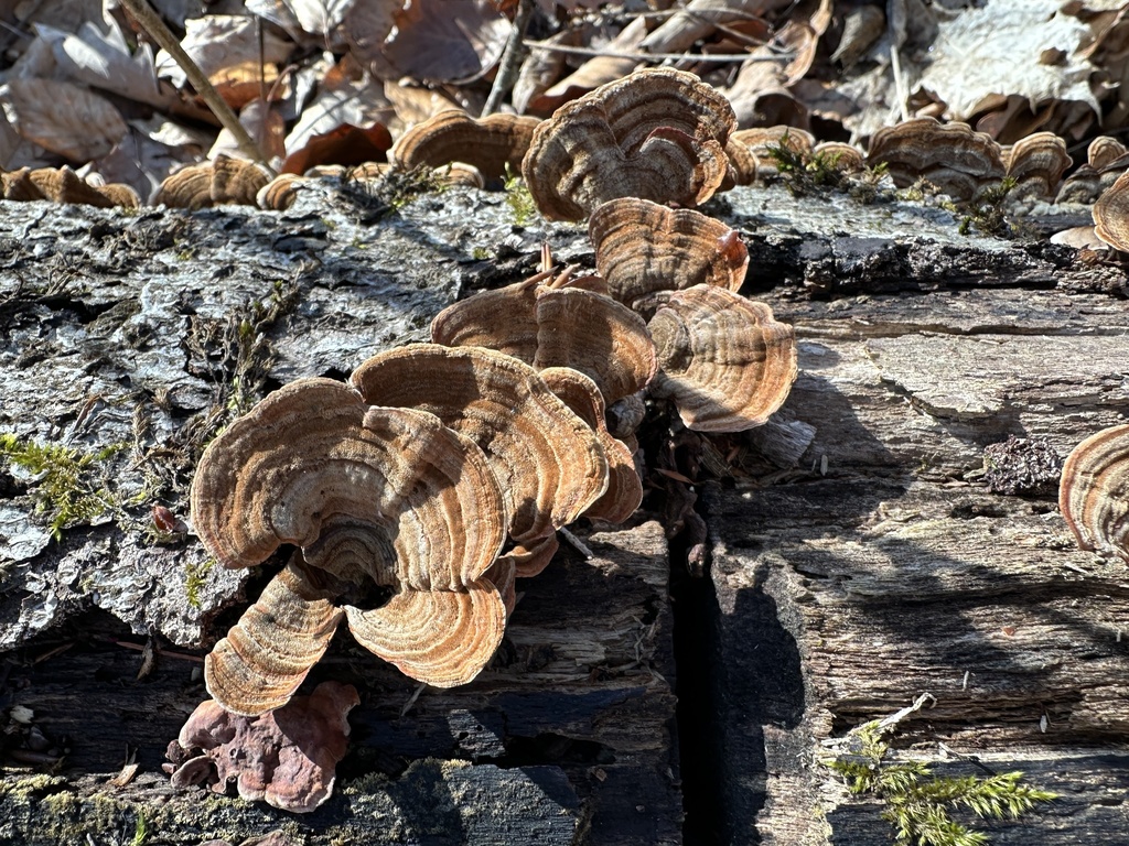 Stereum subtomentosum · March 2026 · photo: © katrin_simon (iNaturalist, cc-by)
