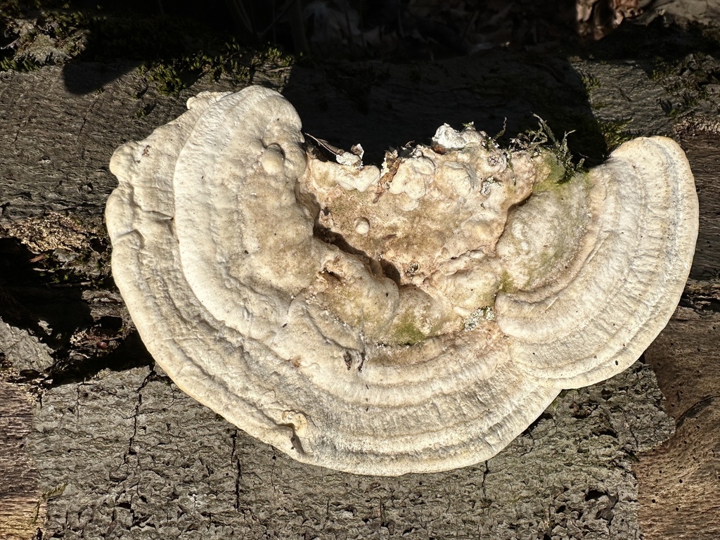 Trametes gibbosa · March 2026 · photo: © katrin_simon (iNaturalist, cc-by)