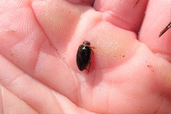 Coptotomus longulus