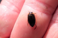 Coptotomus longulus