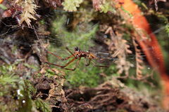 Orsonwelles graphicus