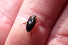 Coptotomus longulus
