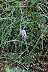 Crocus versicolor