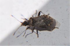 Aufeius impressicollis