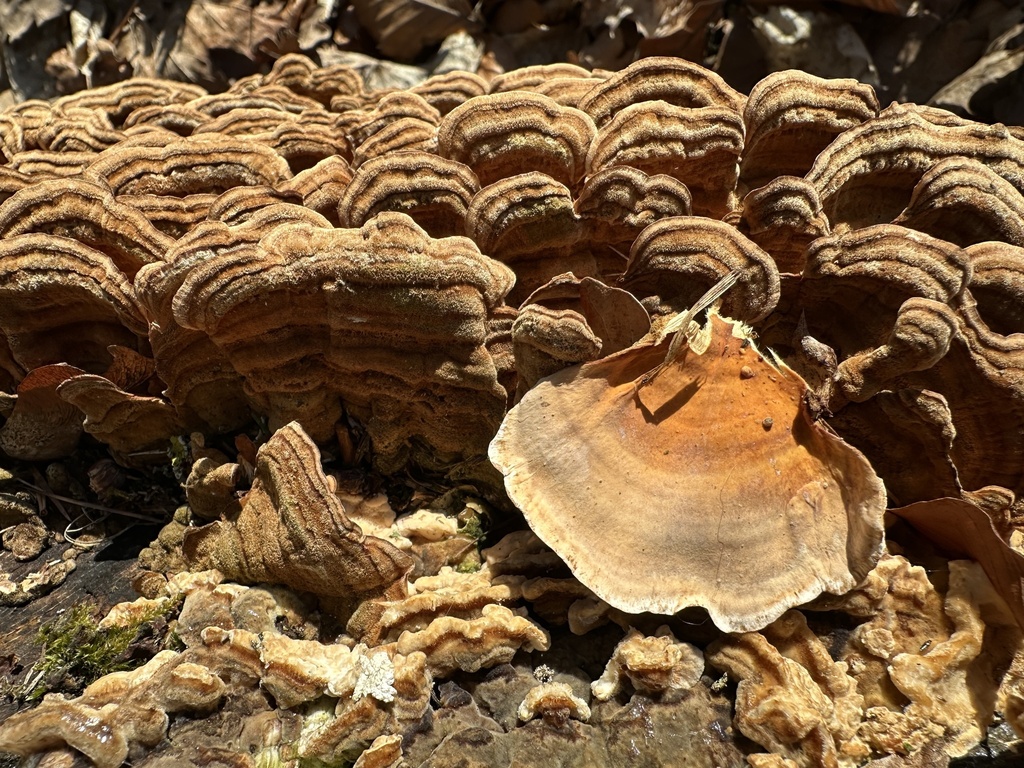 Stereum hirsutum · March 2026 · photo: © katrin_simon (iNaturalist, cc-by)