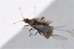 Aufeius impressicollis