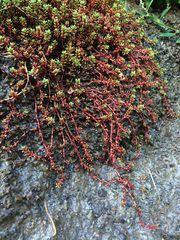 Crassula moschata