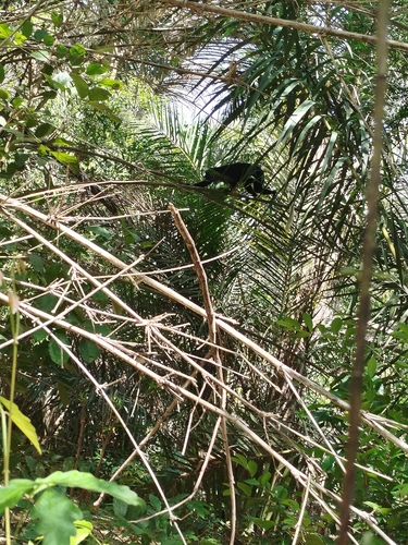 King Colobus