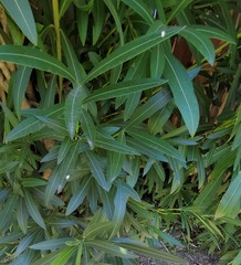 Acacia auriculiformis