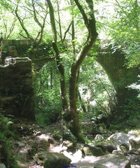 Alnus lusitanica