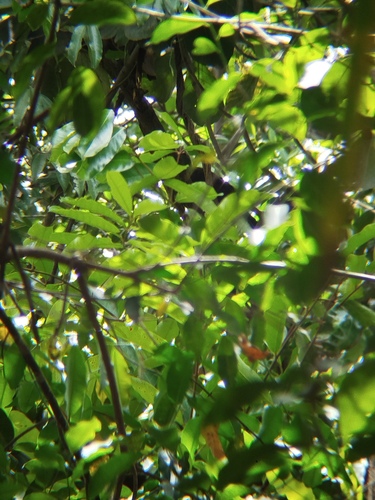 Guinea Turaco