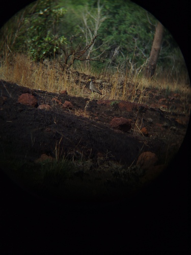 Wattled Lapwing