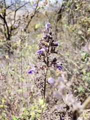 Salvia thyrsiflora