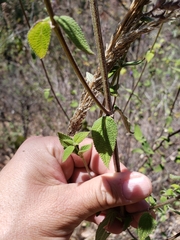 Salvia thyrsiflora