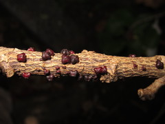 Paratachardina pseudolobata