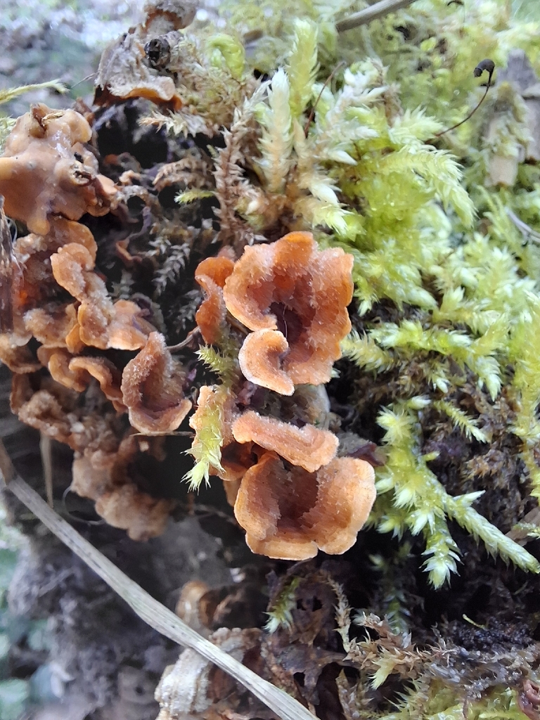Stereum hirsutum · March 2026 · photo: © caracalshan (iNaturalist, cc-by)