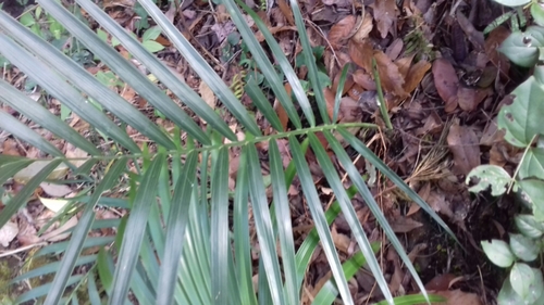Chamaedorea radicalis, photograph 5