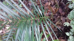 Chamaedorea radicalis