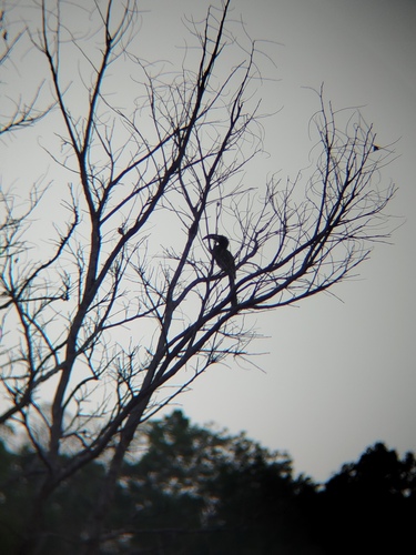 African Gray Hornbill