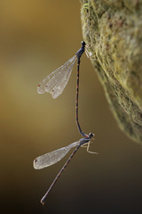 Melanesobasis flavilabris