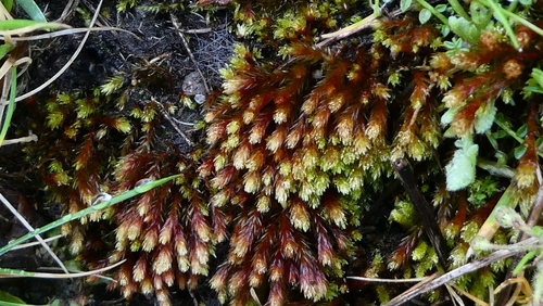 Alpine Thread-moss (Imbribryum alpinum)